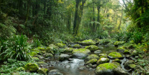 Border Ranges National Park, Australia