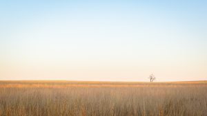 Field, NSW